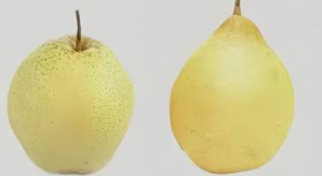 梨類存儲(chǔ)條件指南（雪梨、鴨梨）——不同品種溫濕度差異及實(shí)操方案